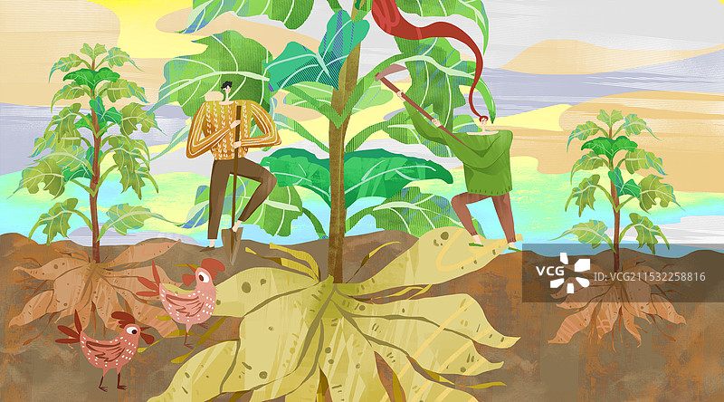 采摘雪莲果插画图片素材