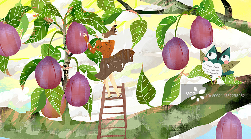 采摘乌梅插画图片素材