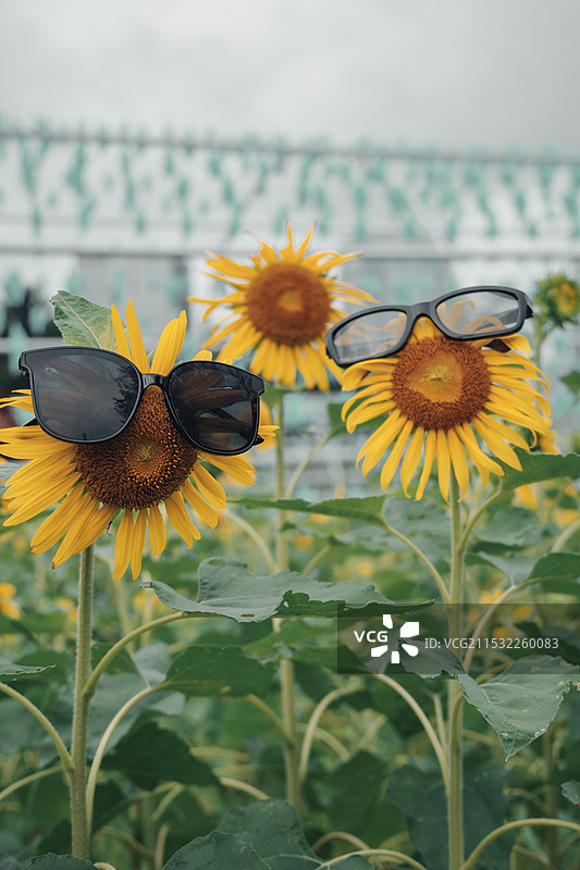 福州花海公园向日葵图片素材