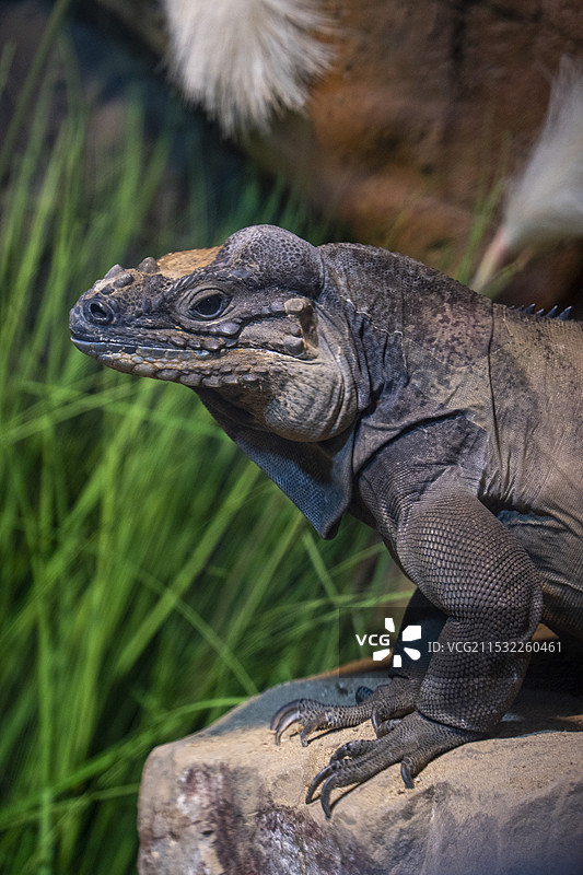 犀牛鬣蜥图片素材