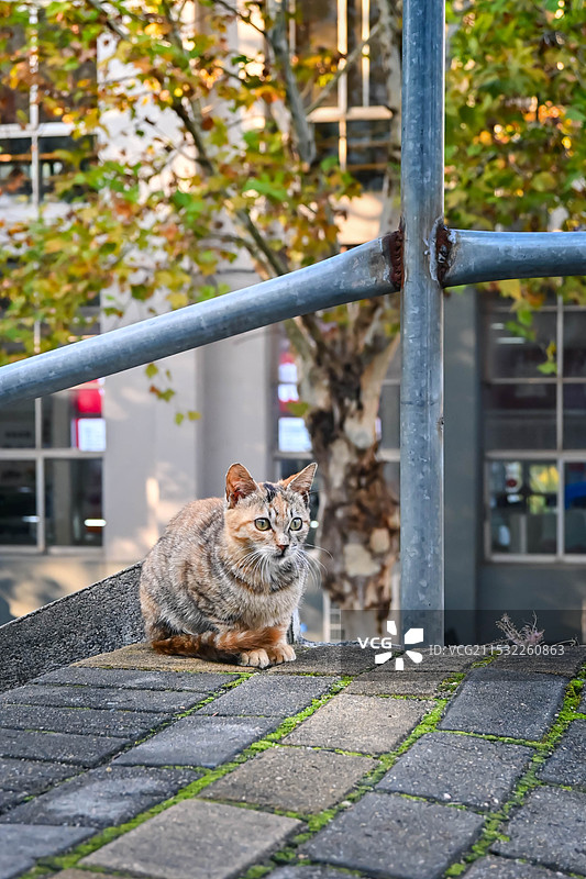 夕阳猫猎手图片素材