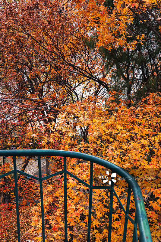 秋天景色图片素材