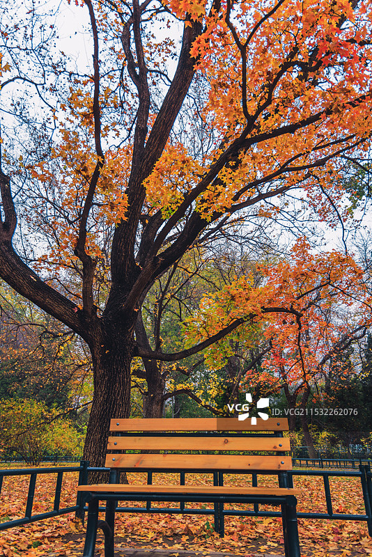 秋天景色图片素材