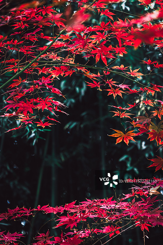 秋天景色图片素材