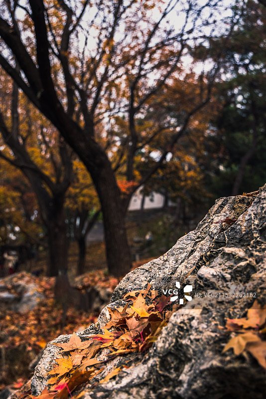 秋天景色图片素材