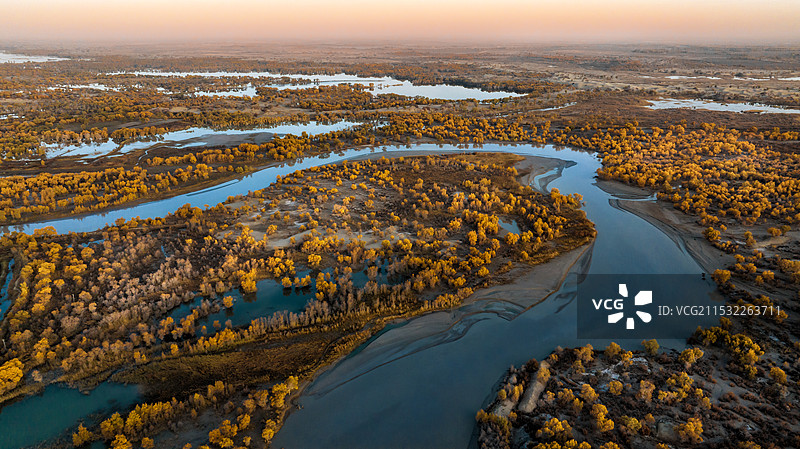 塔里木河的胡杨图片素材