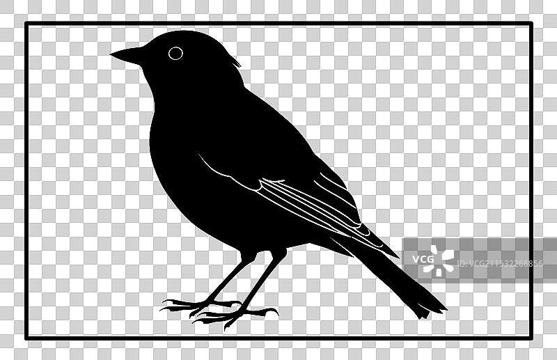 天蓝色的美元鸟剪影图片素材