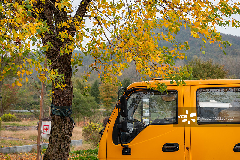 秋天的乌桕树和汽车图片素材