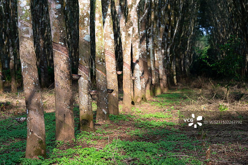 橡胶树图片素材