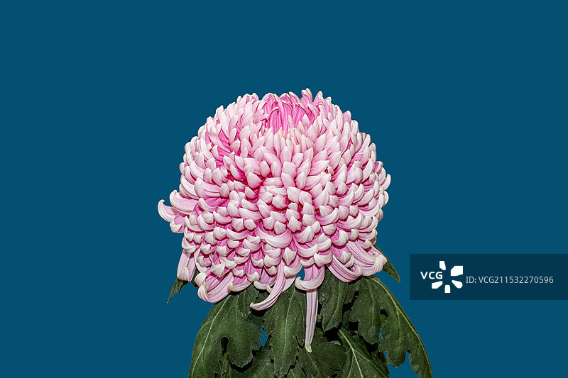 兼六红菊花图片素材