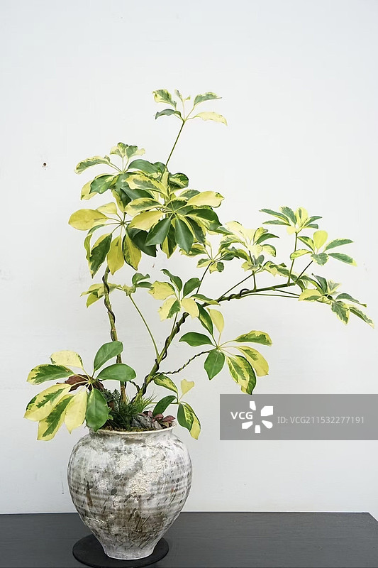 桌上盆栽植物鸭掌木（锦叶八方来财）特写图片素材