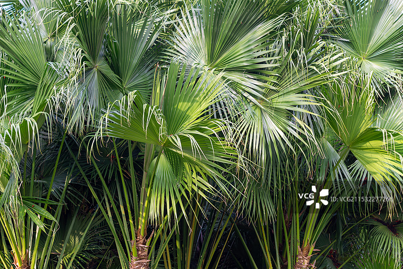 茂密棕榈树林的自然纹理图片素材