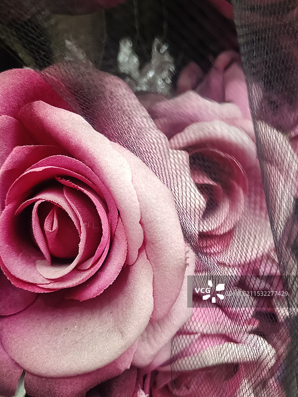 玫瑰与黑丝图片素材