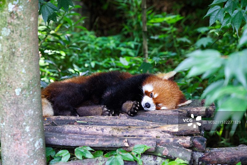 成都都江堰熊猫谷图片素材