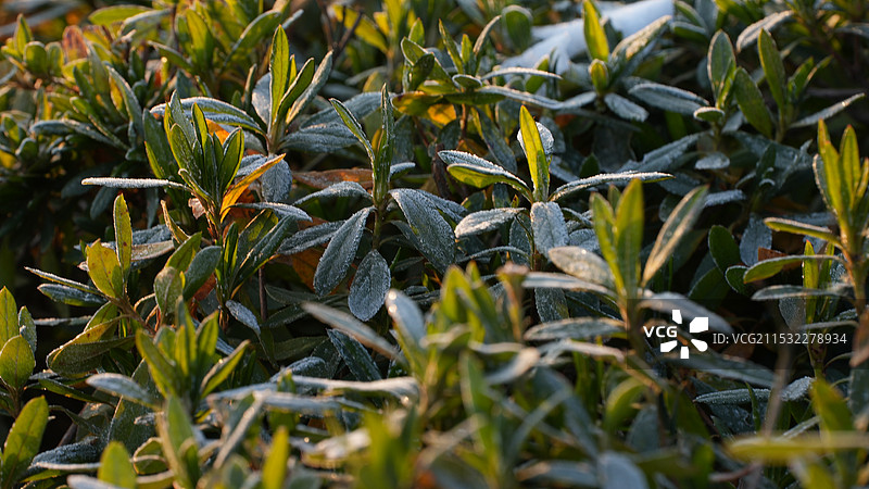冬天冰雪覆盖的树叶草地图片素材