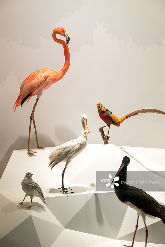 博物馆内陈列的动物标本图片素材