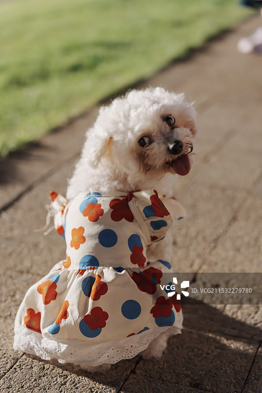 比熊犬图片素材