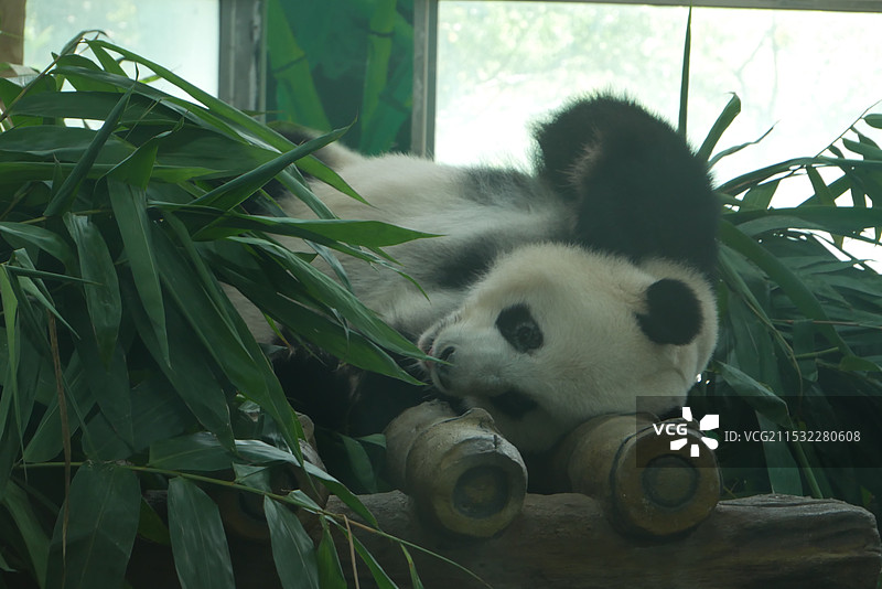 广州动物园内的熊猫图片素材