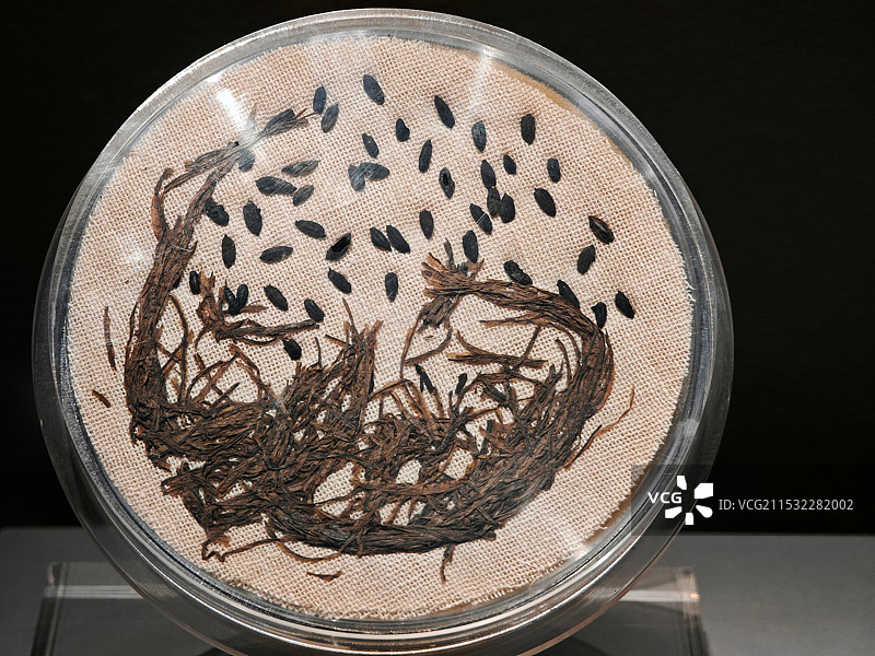炭化稻谷和稻叶，新石器时代河姆渡文化，浙江省博物馆图片素材