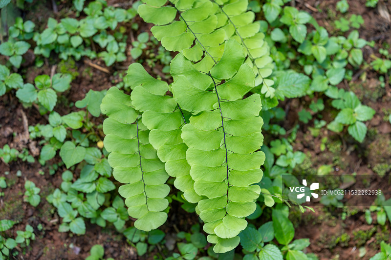 自然生机勃勃的扇叶铁线蕨图片素材