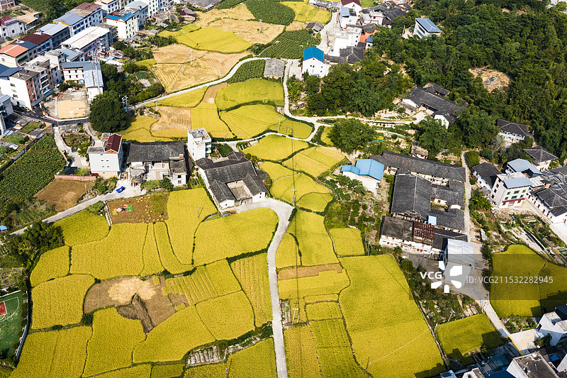 福建省新农村建设图 福州闽清 稻田秋收图图片素材