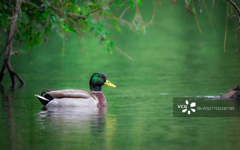 熊猫基地的绿头鸭图片素材