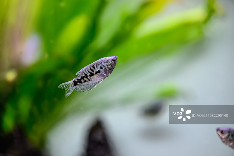 虎皮鱼图片素材
