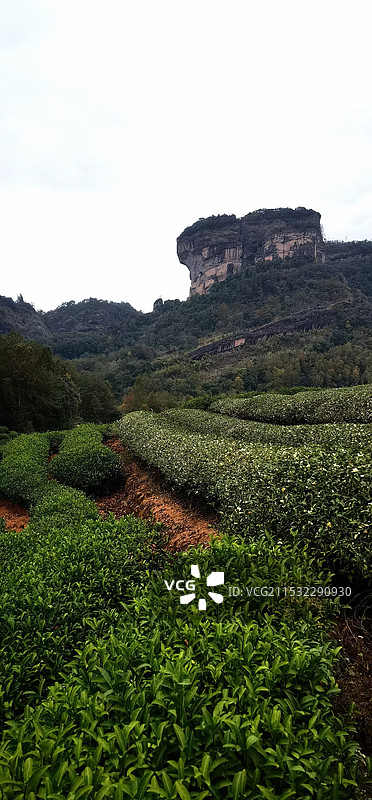 武夷山茶田图片素材