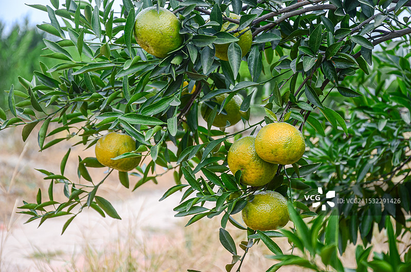 新会东甲村一柑园内成熟的新会柑，江门市新会区，广东省，中国图片素材