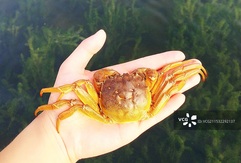 手掌中的螃蟹 清澈的湖水 翠绿的水草  毛蟹 大闸蟹 河蟹图片素材