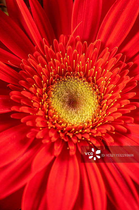 康乃馨的特写图片素材