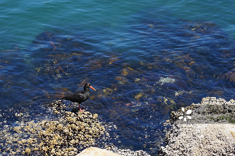 南非开普敦，非洲黑蛎鹬图片素材
