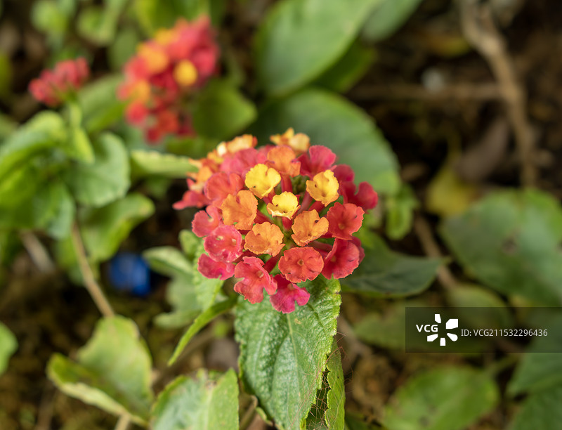 花丛中的马缨丹特写图片素材