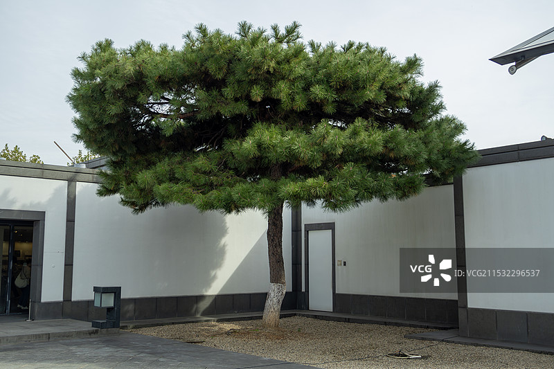 苏州博物馆中的一颗大树图片素材