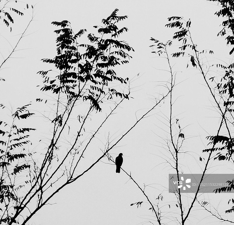 《冬天来临》图片素材