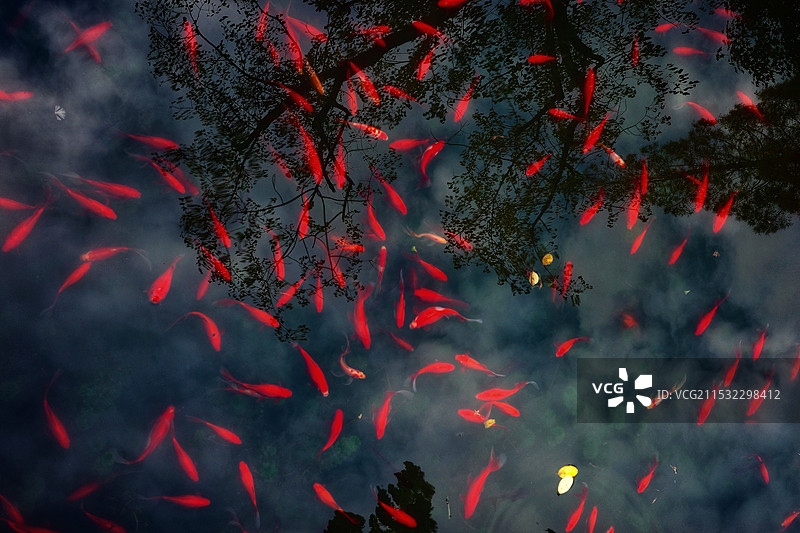 池塘的锦鲤图片素材