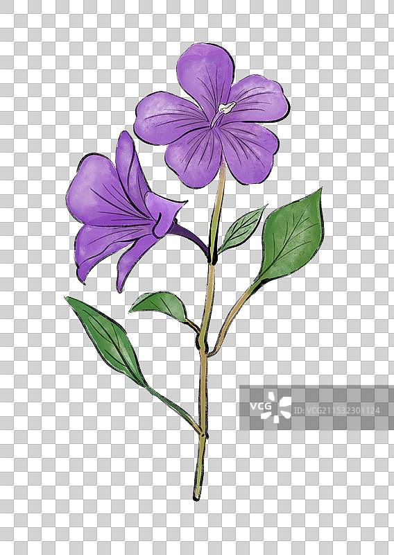 紫罗兰春季花卉花朵手绘插画元素图片素材