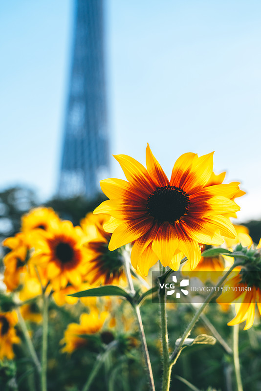 夕阳下的向日葵广州塔图片素材