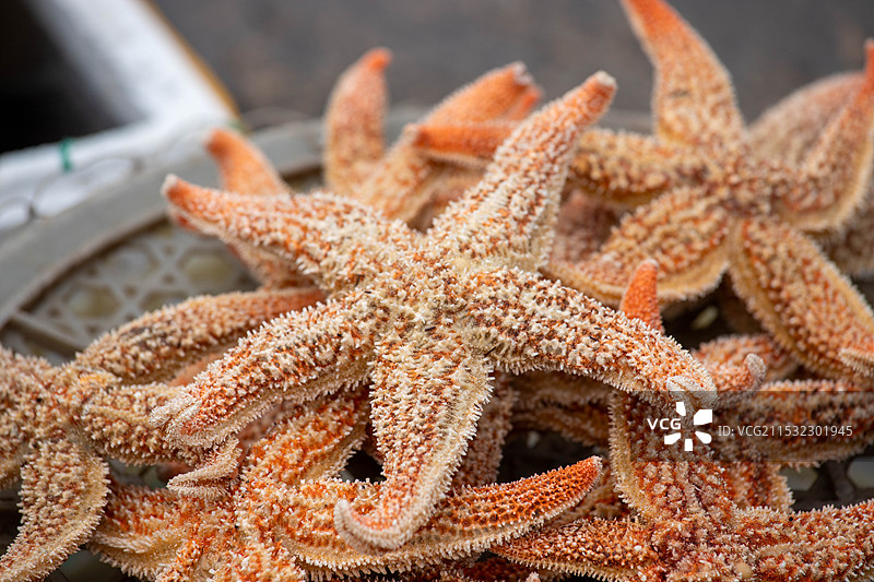 市场上出售的海星特写镜头图片素材