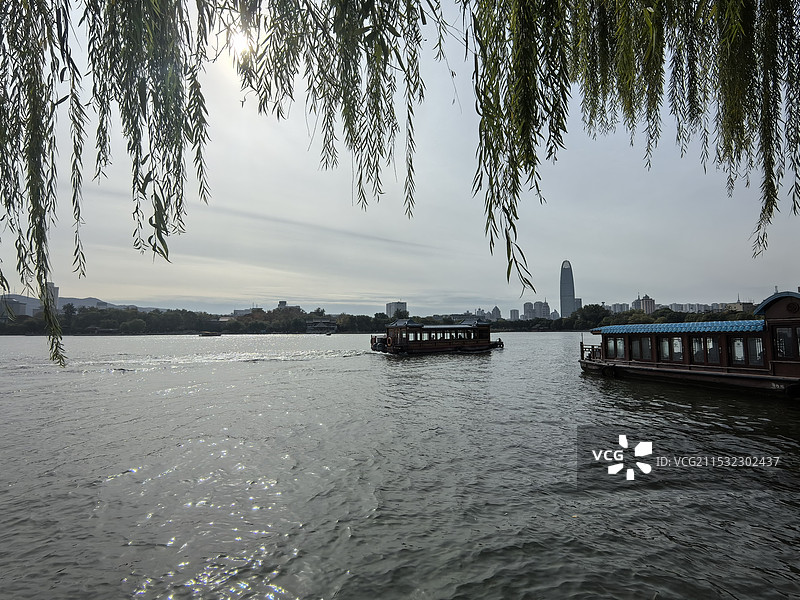 大明湖的垂柳图片素材