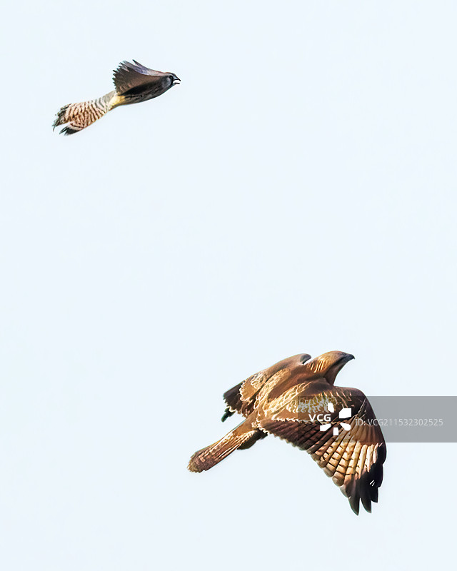 红隼挑战普通鵟图片素材