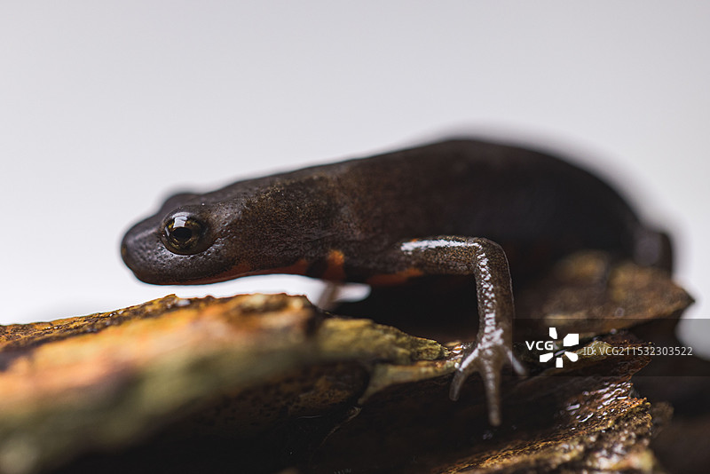 中华火蝾螈图片素材