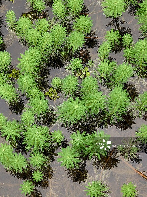 粉绿狐尾藻图片素材