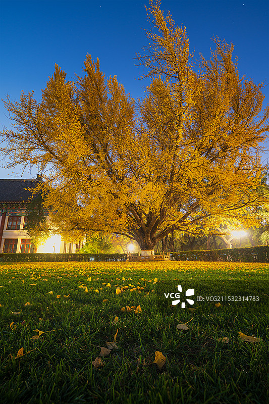 秋季银杏图片素材