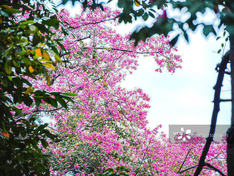 华南师范大学校内粉色异木棉花开图片素材