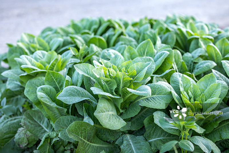 农村乡下菜园子里种植的蔬菜莴苣图片素材