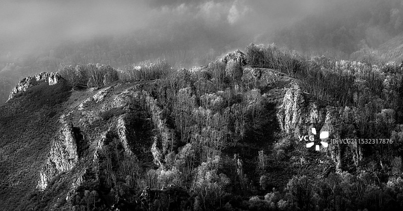 森林中树木的高角度视图图片素材
