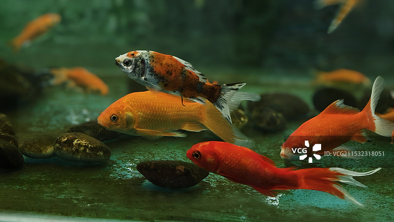 林中金鱼<3>图片素材
