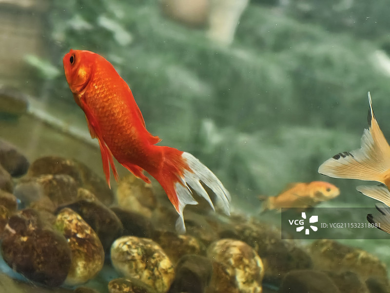 林中金鱼<4>图片素材