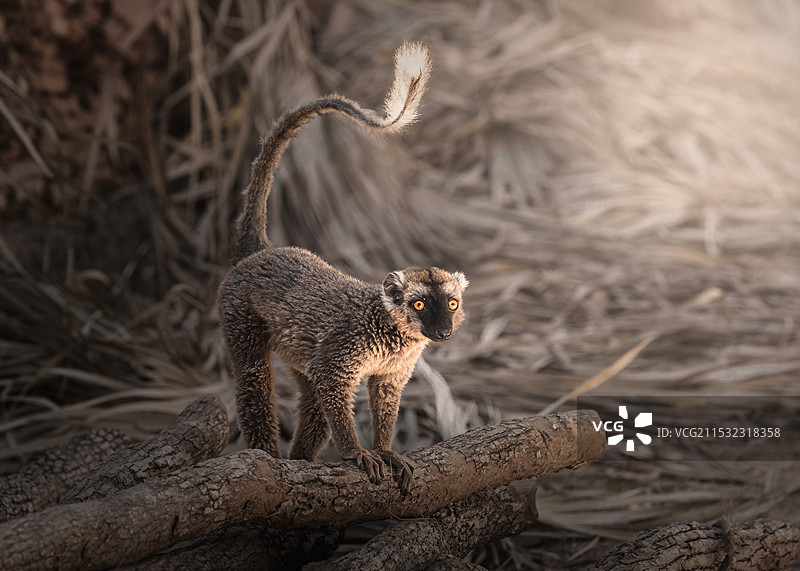 褐美狐猴 — 马达加斯加图片素材